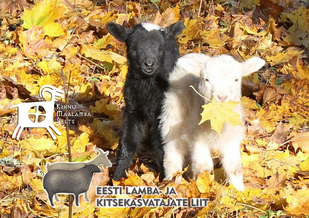 MTÜ Kihnu Maalamba Selts MTÜ Kihnu Maalamba Selts