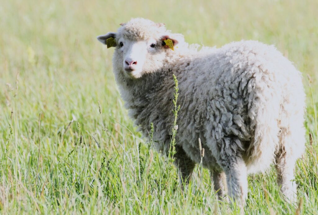 Miks kuuluda KMS ja EKLK?!